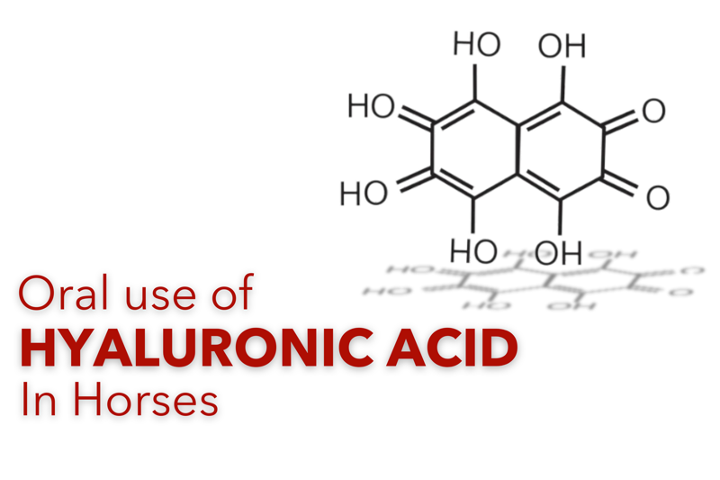 The use of Hyaluronic Acid in Horses